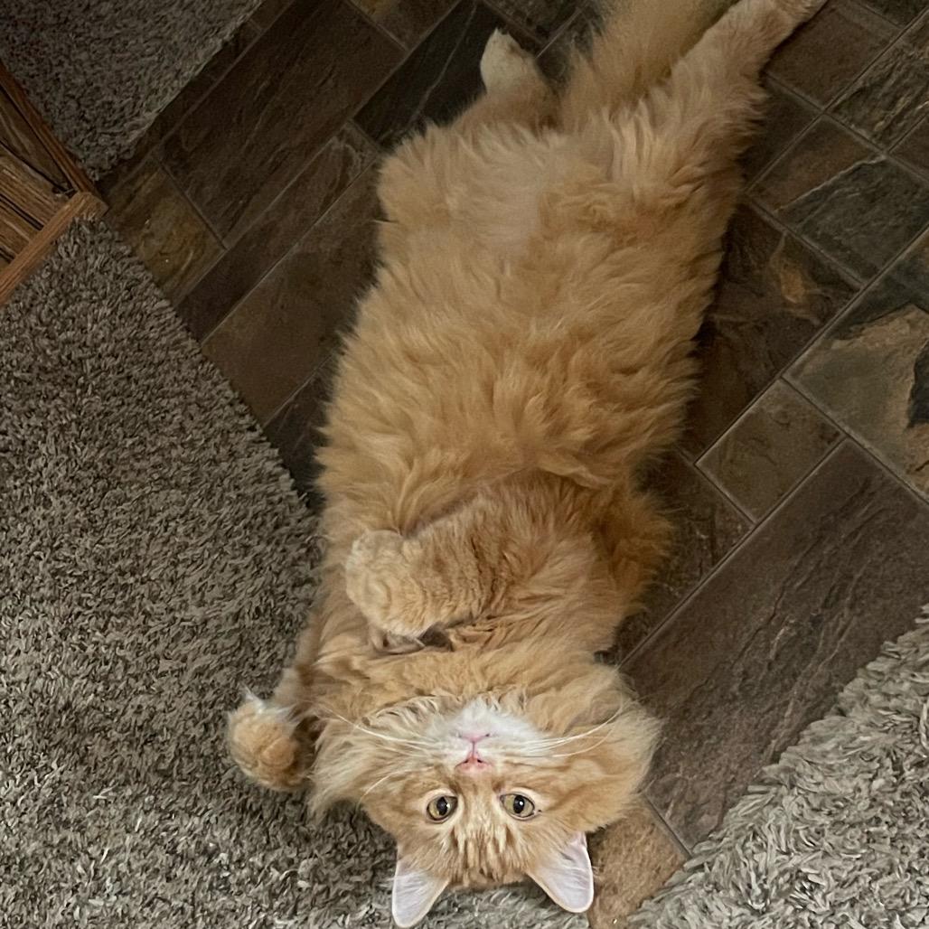 Keto, a Adoptable Domestic Long Hair in Granville, OH image 3/4