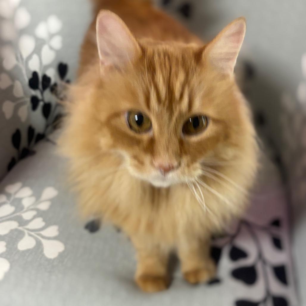 Keto, a Adoptable Domestic Long Hair in Granville, OH image 4/4