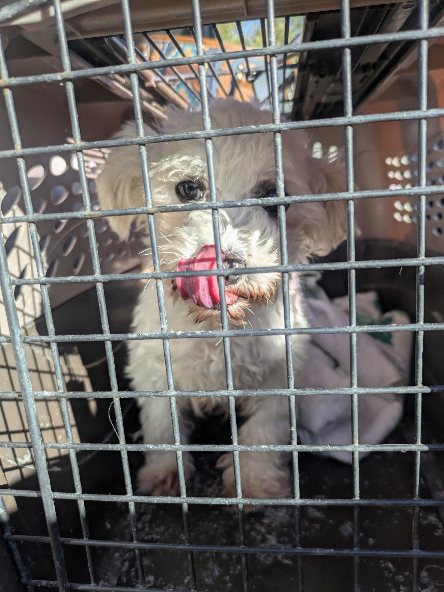 Enlarge Celeste-ARR, a Adopted Bichon Frise in Pataskala, OH image 1/3