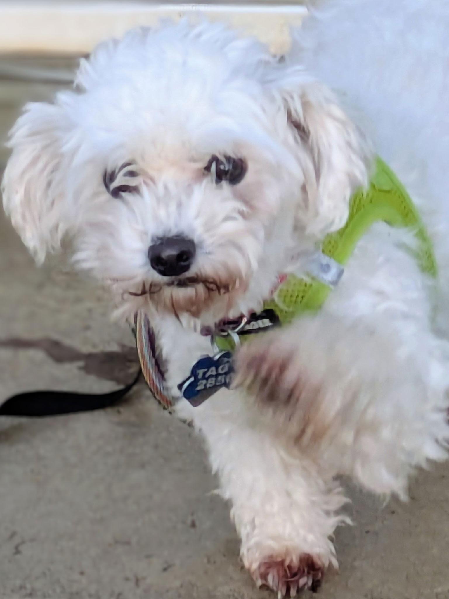 Enlarge Celeste-ARR, a Adopted Bichon Frise in Pataskala, OH image 2/3