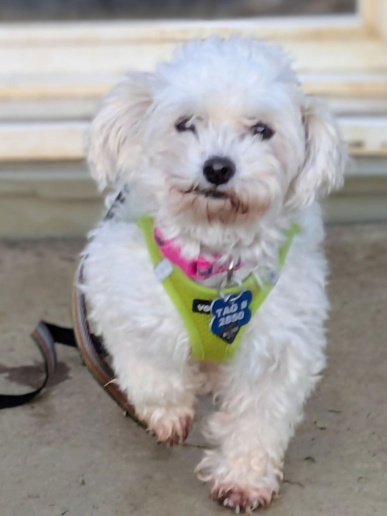 Enlarge Celeste-ARR, a Adopted Bichon Frise in Pataskala, OH image 3/3