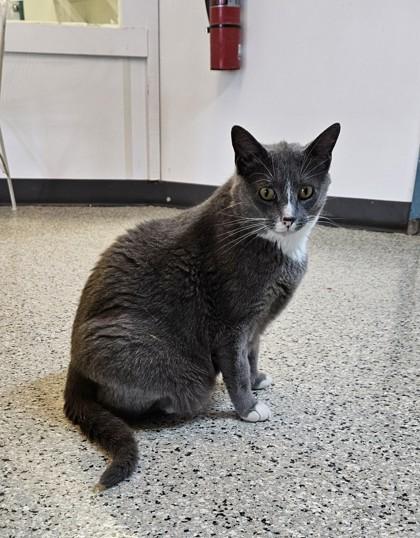 Miss Kitty, Adoptable, Adult Female Domestic Short Hair & Domestic Short Hair.