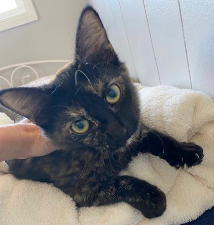 Loretta — thumbnail 3