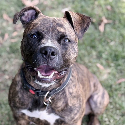Enlarge Cappy, a Adoptable mixed breed in Oklahoma City, OK image 4/4