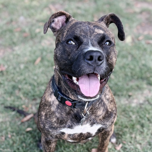 Enlarge Cappy, a Adoptable mixed breed in Oklahoma City, OK image 1/4