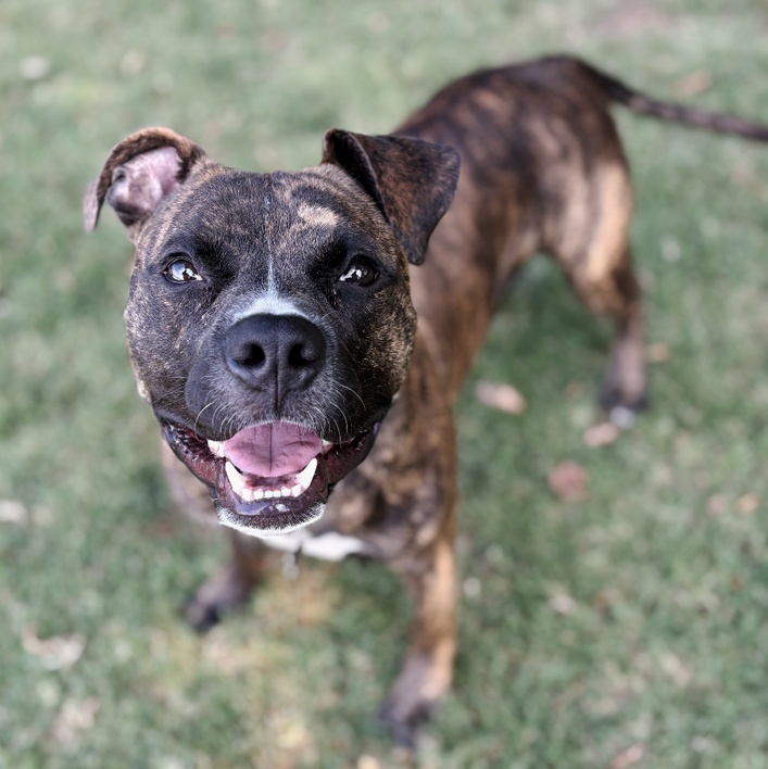 Enlarge Cappy, a Adoptable mixed breed in Oklahoma City, OK image 2/4