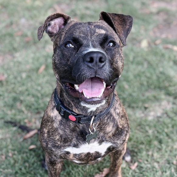 Enlarge Cappy, a Adoptable mixed breed in Oklahoma City, OK image 3/4