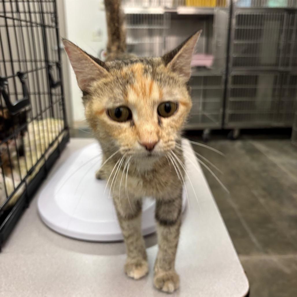 Enlarge Opal (Mama Kitty), a Adoptable Domestic Short Hair in Manhattan, KS image 1/1