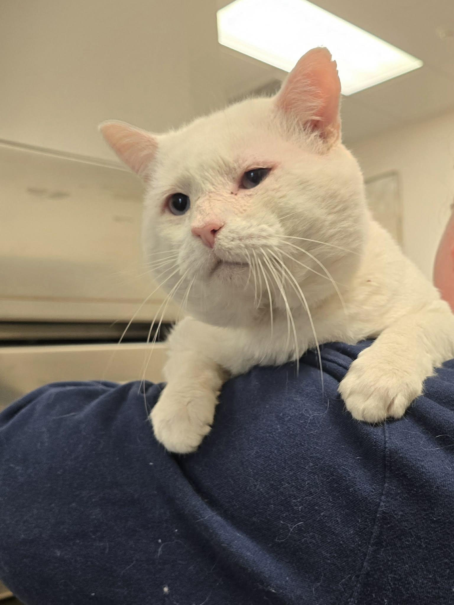 Enlarge Coffee, an adoptable mixed breed in Chambersburg, PA image 1/1