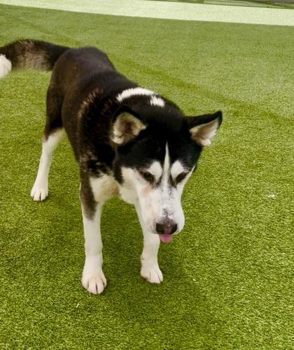 Sherlock, Adoptable, Adult Male Husky & Mixed Breed.