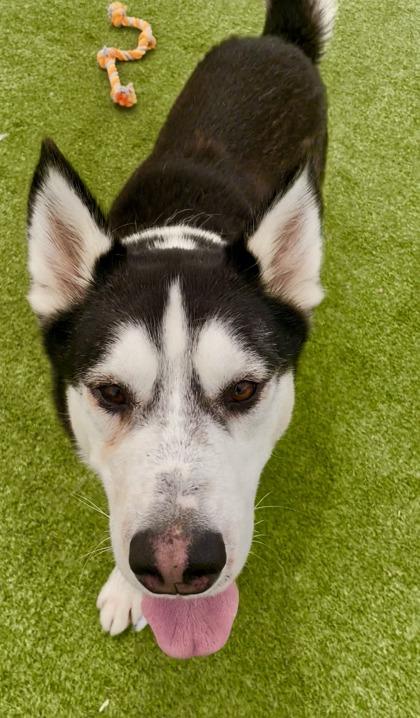 Sherlock, a Adoptable mixed breed in Fort Worth, TX image 2/3