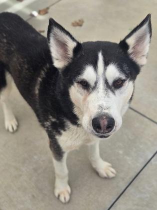 Sherlock, a Adoptable mixed breed in Fort Worth, TX image 3/3