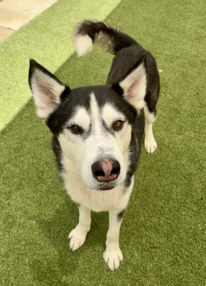 Sherlock, a Adoptable mixed breed in Fort Worth, TX image 1/3