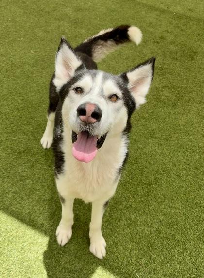 Sherlock, a Adoptable mixed breed in Fort Worth, TX image 2/3