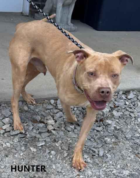 Enlarge Hunter, a ADOPTABLE mixed breed in Washington, GA image 2/2