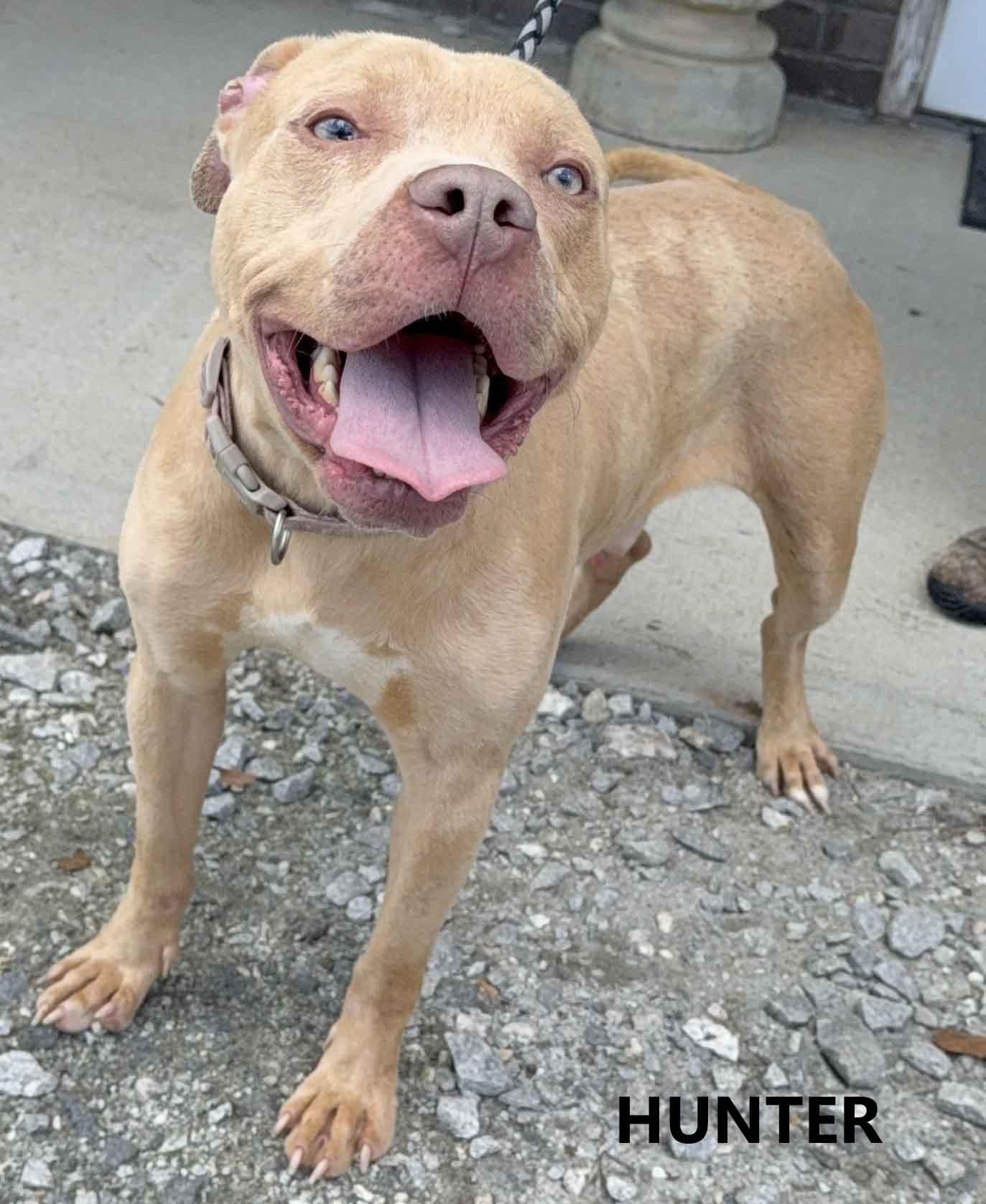 Enlarge Hunter, a ADOPTABLE mixed breed in Washington, GA image 1/2