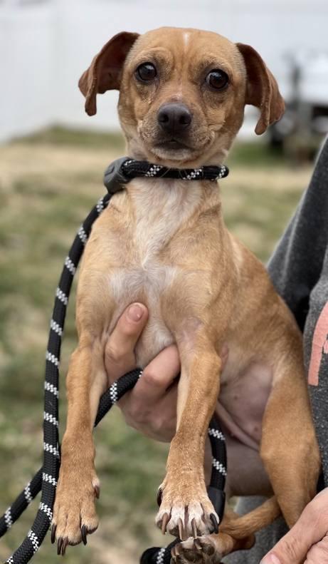 Cinnamon Sugar, an adopted Chiweenie in Leonardtown, MD image 2/6