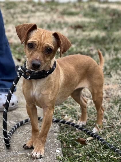 Cinnamon Sugar, an adopted Chiweenie in Leonardtown, MD image 1/6