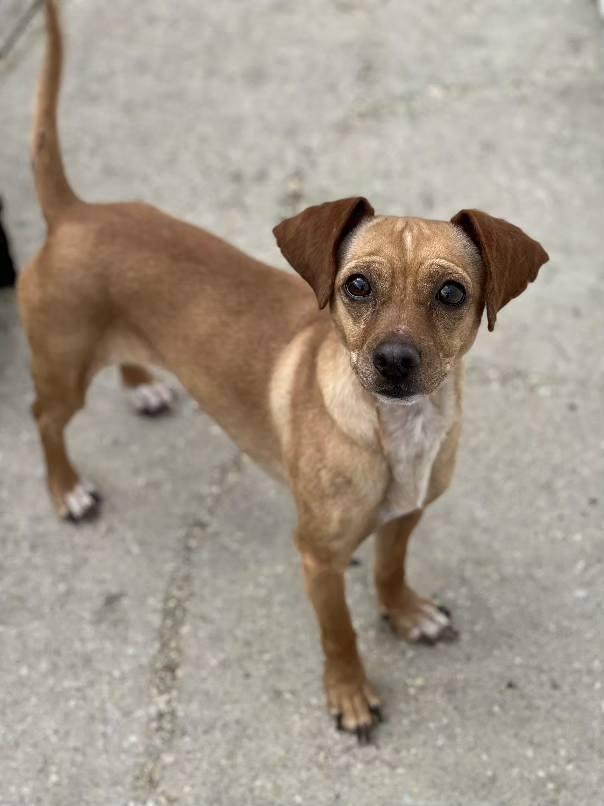 Cinnamon Sugar, an adopted Chiweenie in Leonardtown, MD image 6/6