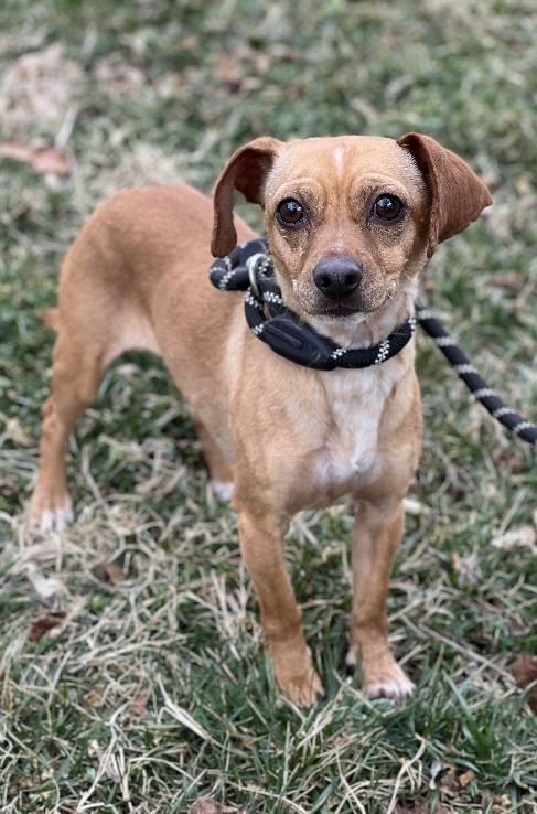 Cinnamon Sugar, an adopted Chiweenie in Leonardtown, MD image 5/6