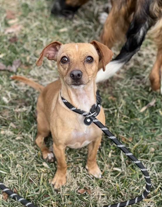Cinnamon Sugar, an adopted Chiweenie in Leonardtown, MD image 3/6
