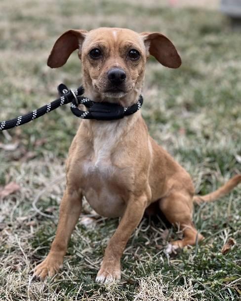 Cinnamon Sugar, an adopted Chiweenie in Leonardtown, MD image 4/6
