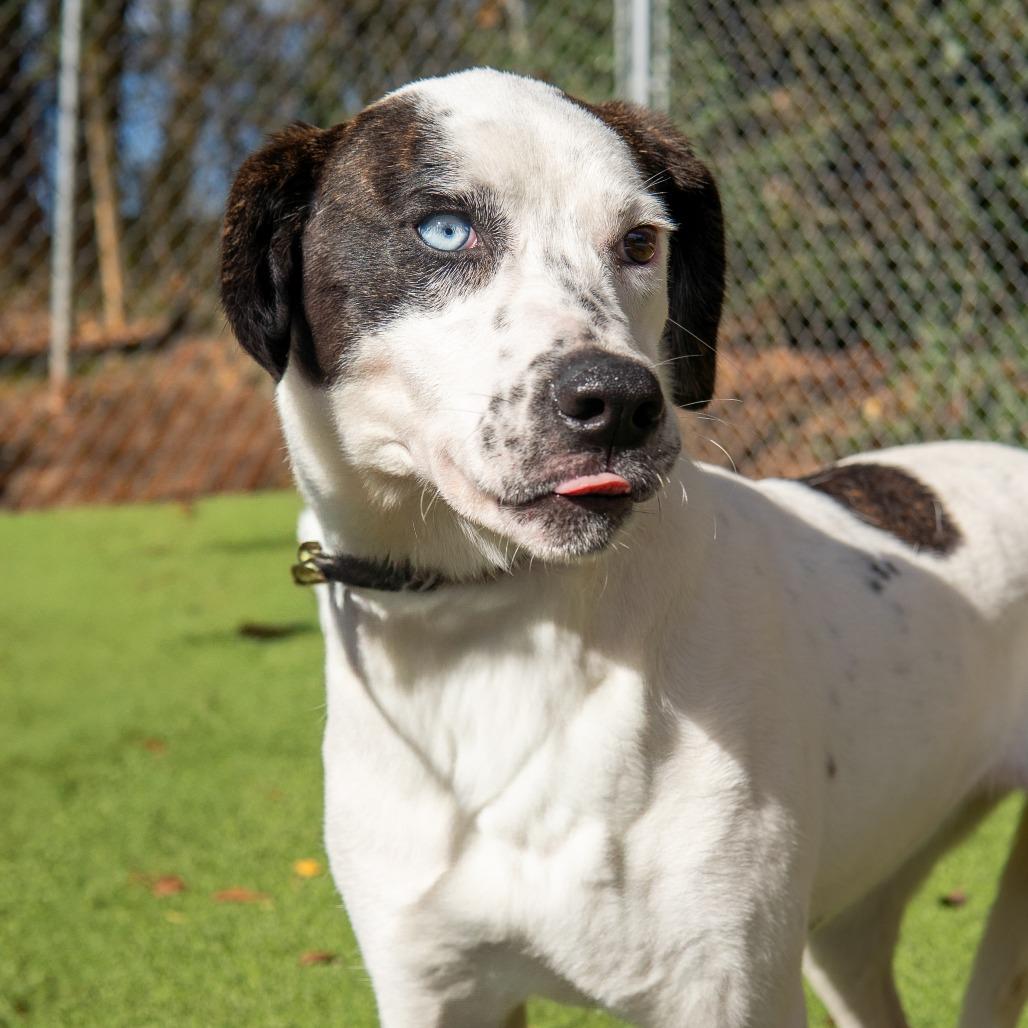 Polka Dot, a Adoptable Mixed Breed in Gainesville, GA image 1/4