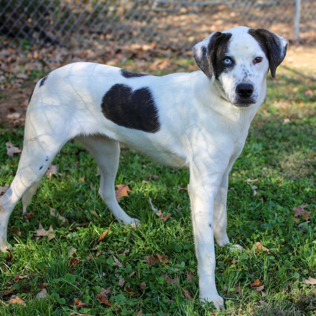 Polka Dot, a Adoptable Mixed Breed in Gainesville, GA image 2/4