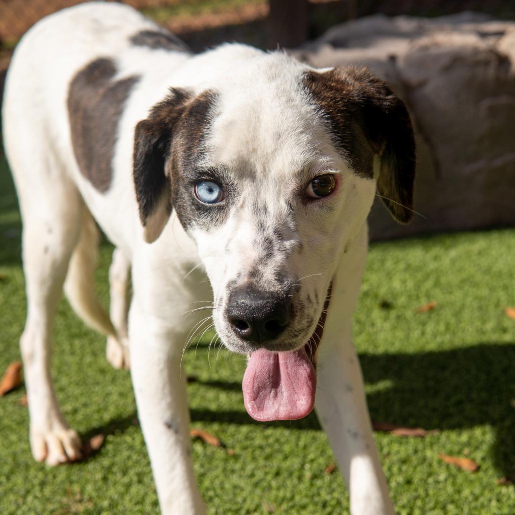 Polka Dot, a Adoptable Mixed Breed in Gainesville, GA image 3/4