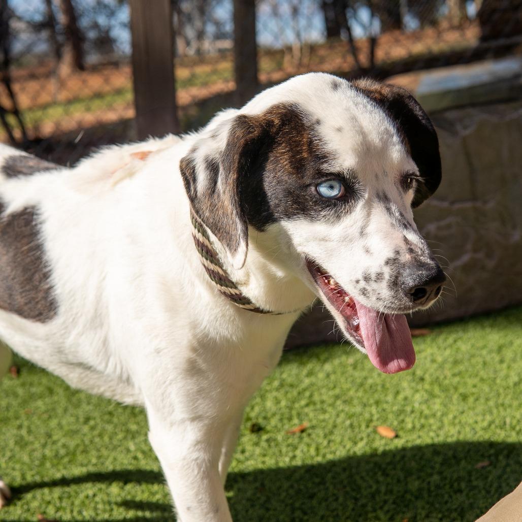 Polka Dot, a Adoptable Mixed Breed in Gainesville, GA image 4/4