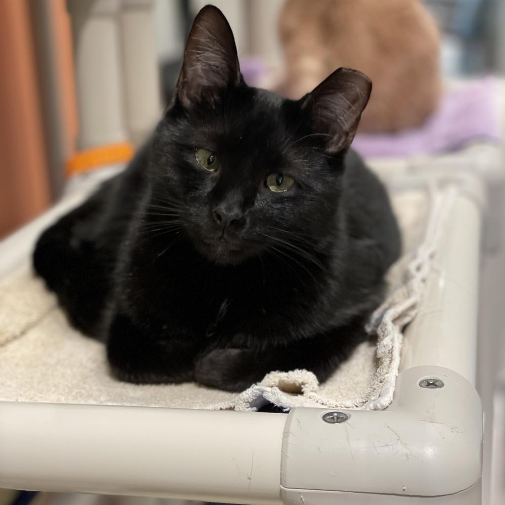 Enlarge Bram (aka Bran), a Adoptable Domestic Short Hair in Cumming, GA image 1/6