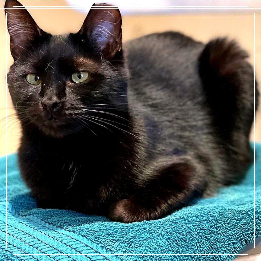 Enlarge Bram (aka Bran), a Adoptable Domestic Short Hair in Cumming, GA image 2/6