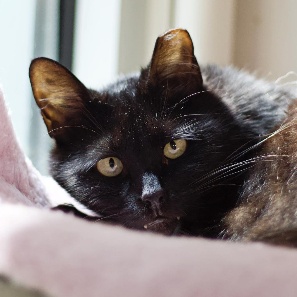 Enlarge Bram (aka Bran), a Adoptable Domestic Short Hair in Cumming, GA image 3/6