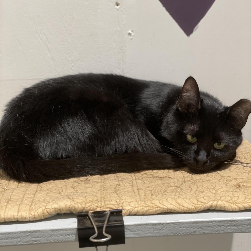 Enlarge Bram (aka Bran), a Adoptable Domestic Short Hair in Cumming, GA image 4/6