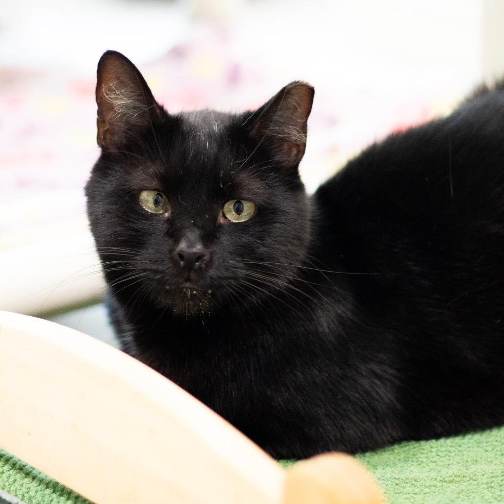 Enlarge Bram (aka Bran), a Adoptable Domestic Short Hair in Cumming, GA image 5/6