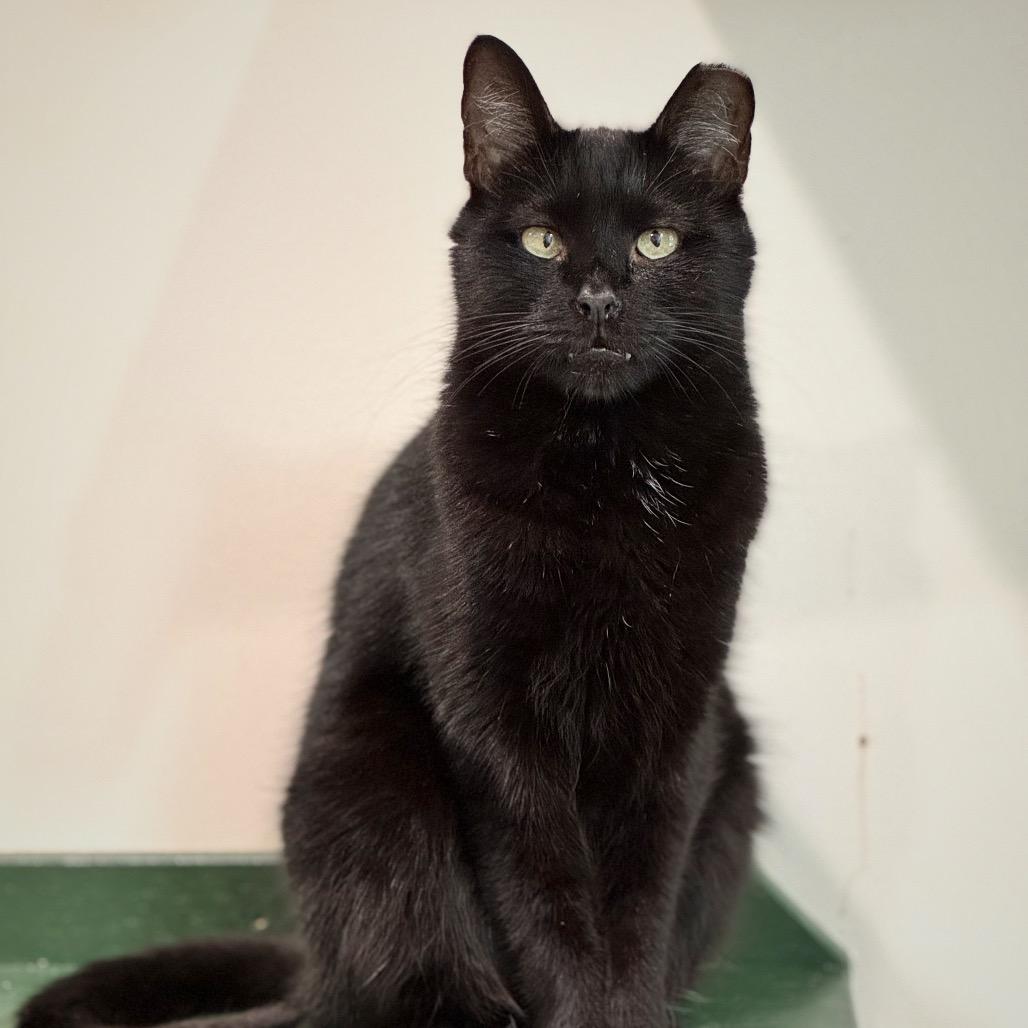 Enlarge Bram (aka Bran), a Adoptable Domestic Short Hair in Cumming, GA image 6/6