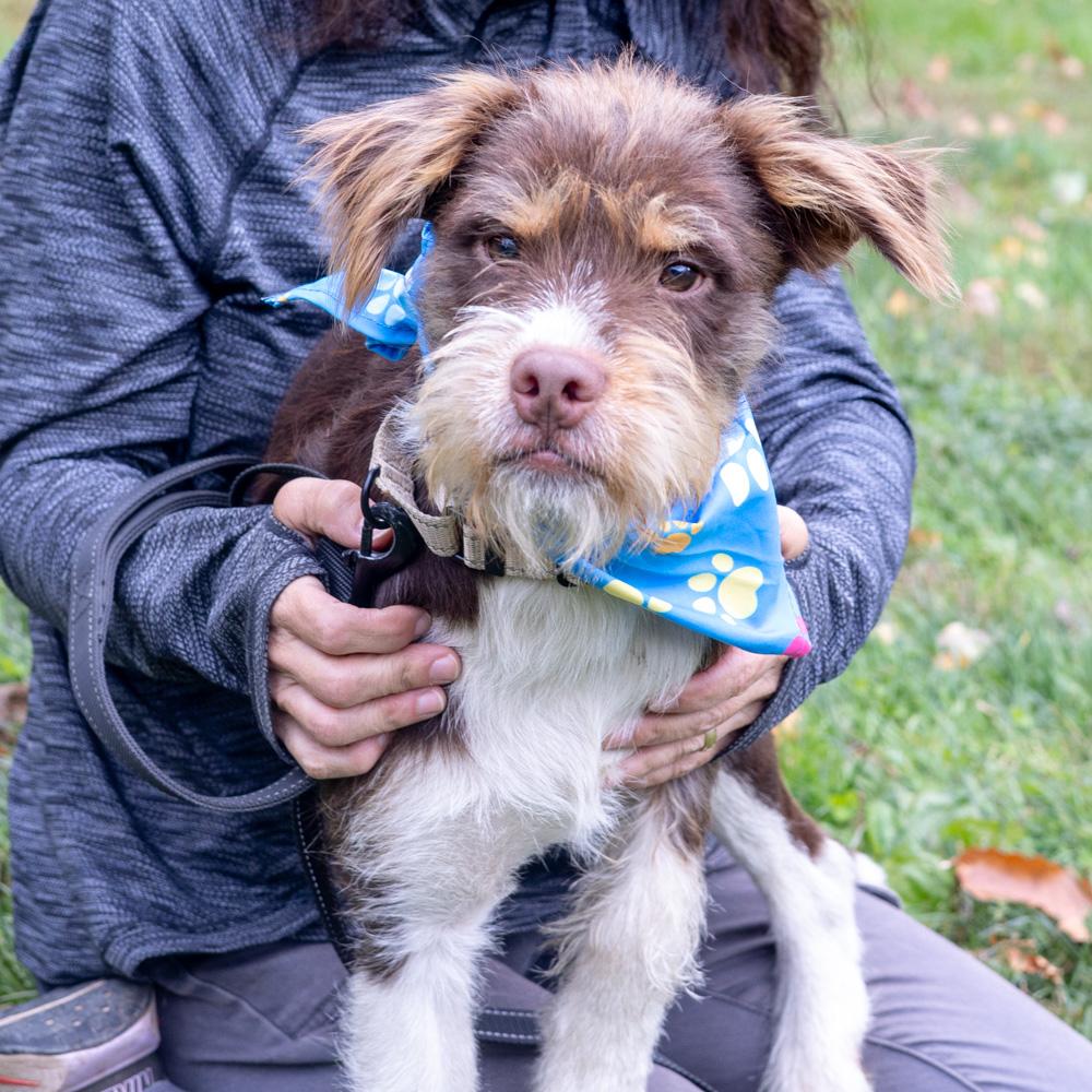 Joey  (Male)    Avail  11/1