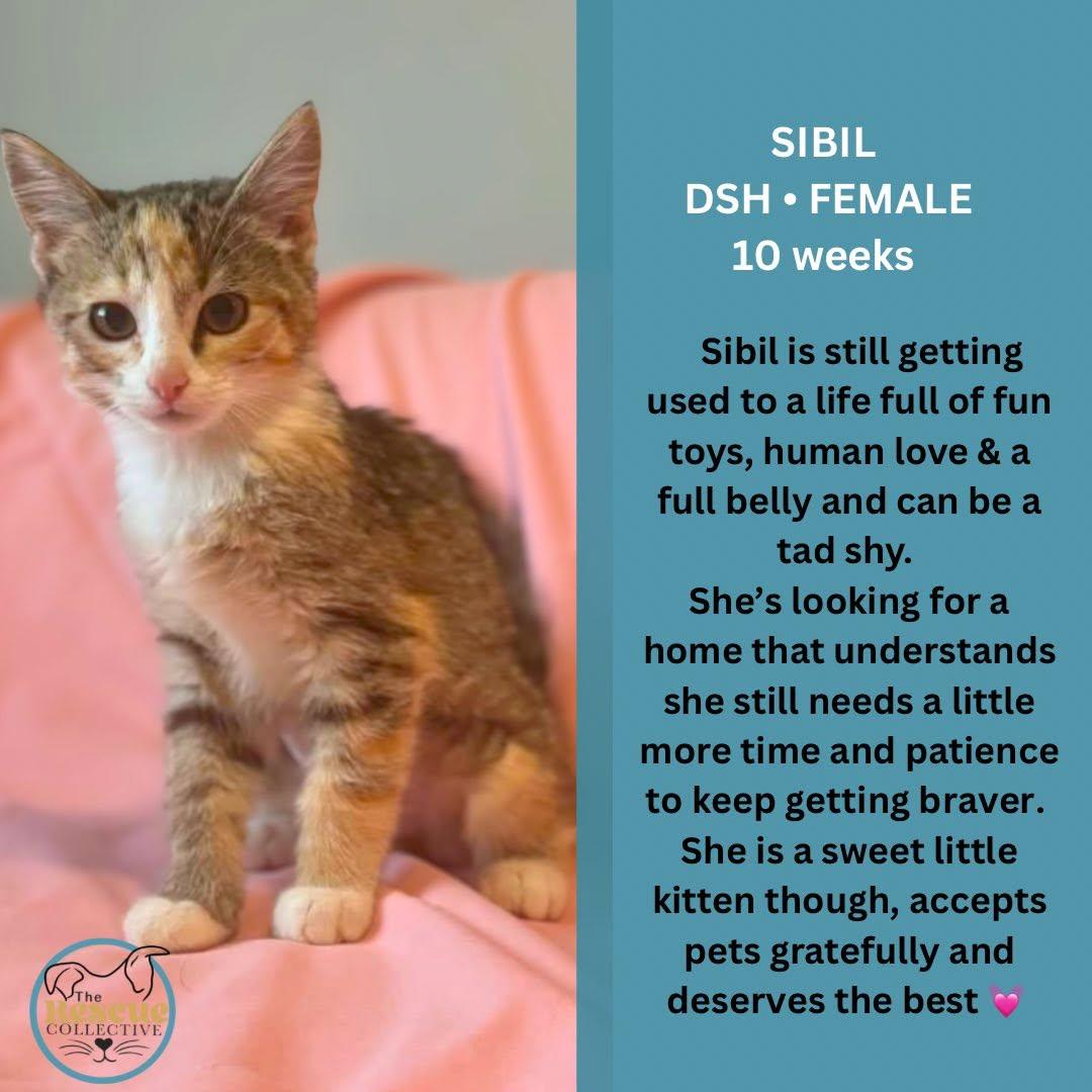Sibil, Adopted, Young Female Domestic Short Hair.