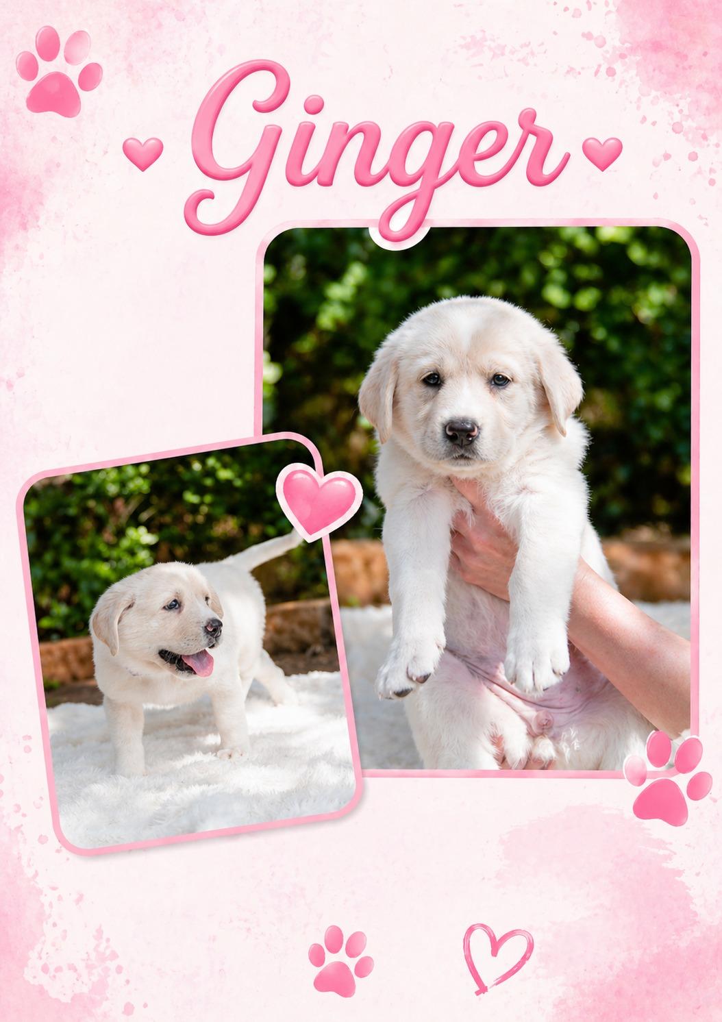 Ginger, adopted, Puppy Female Labrador Retriever.