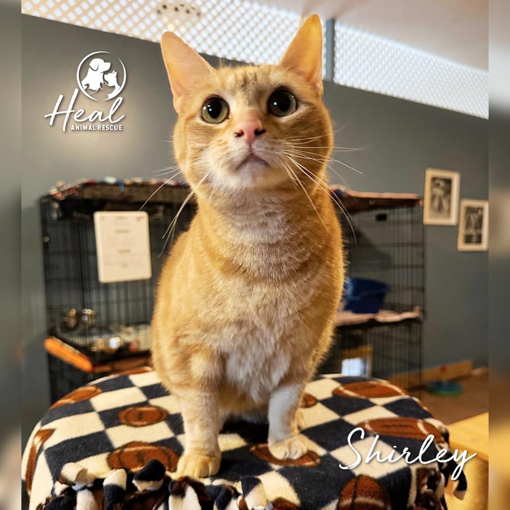 Shirley, Adoptable, Senior Female Domestic Short Hair.