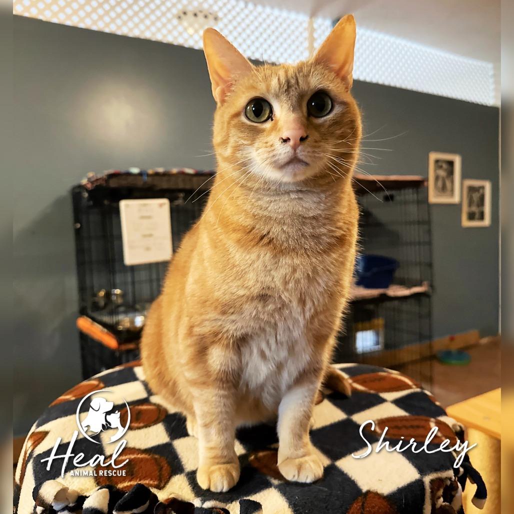 Shirley, a Adoptable Domestic Short Hair in Youngwood, PA image 3/3
