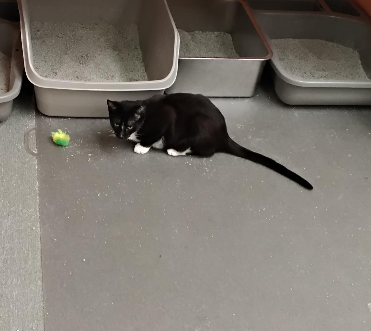 Enlarge Chowder, a Adoptable Domestic Short Hair in Hartville, OH image 2/2