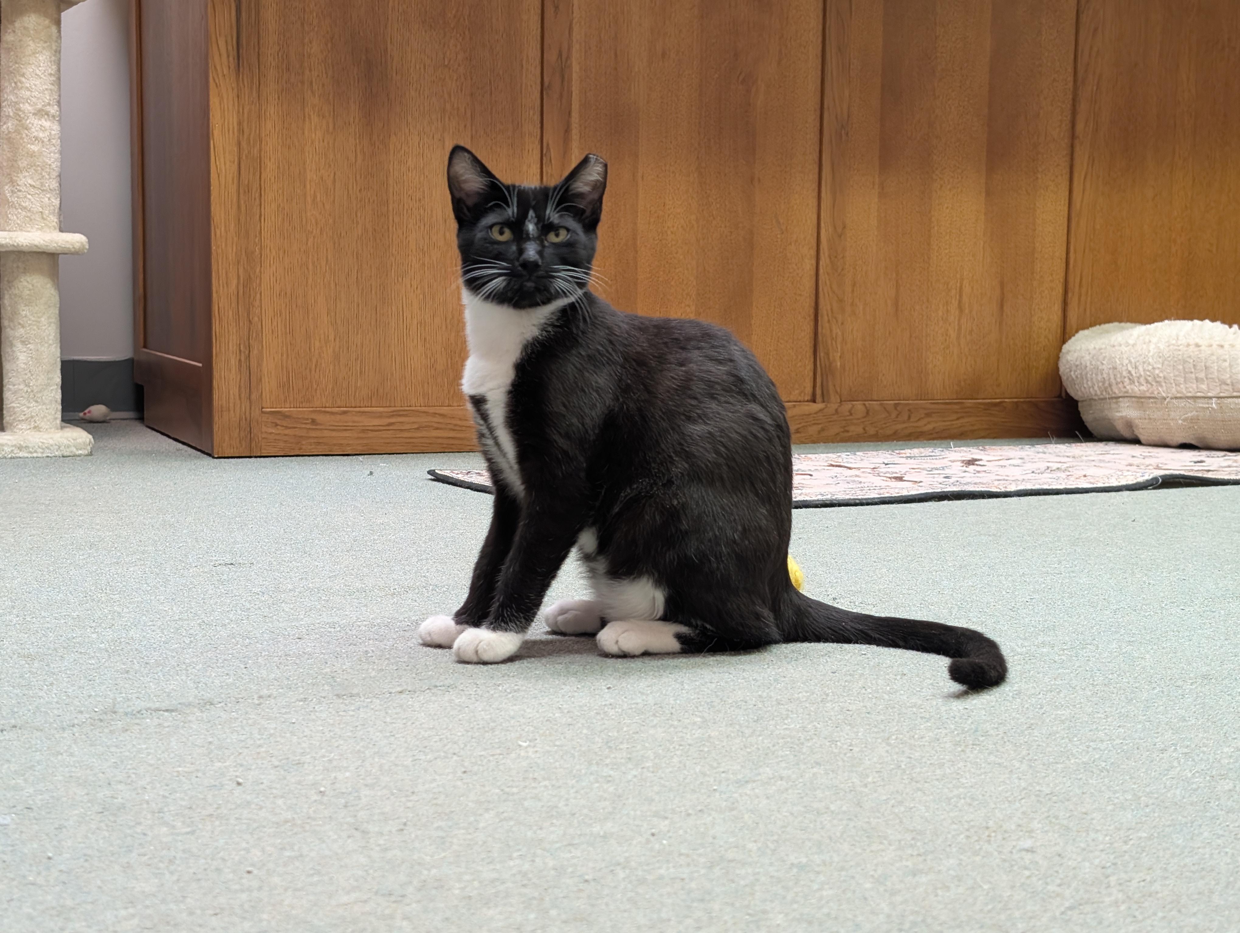 Pets for adoption from Twenty9 Lives, Inc. | Petfinder