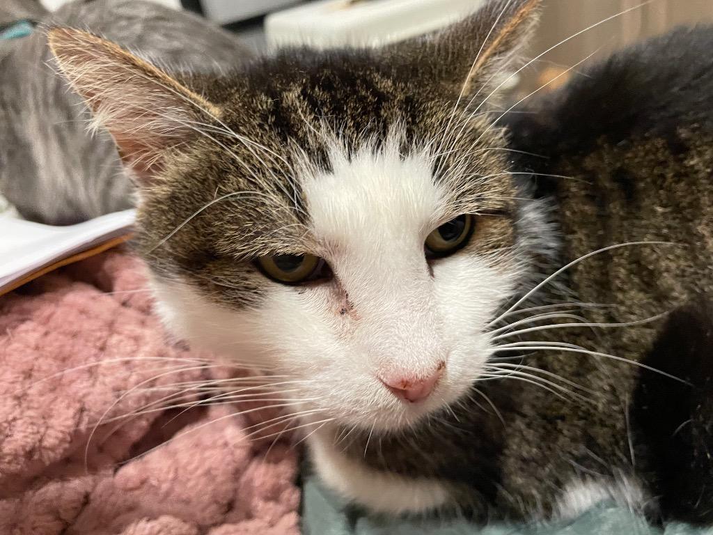 Marty, Adoptable, Adult Male Domestic Short Hair.
