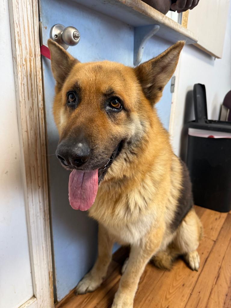 Andy, Adoptable, Adult Male German Shepherd Dog & Mixed Breed.