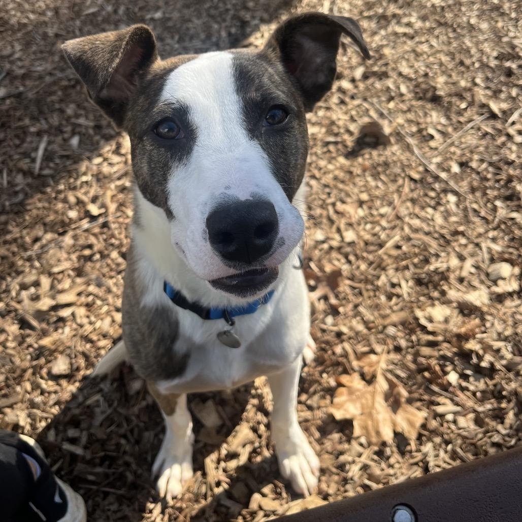 Statler, Adoptable, Young Male Pit Bull Terrier.