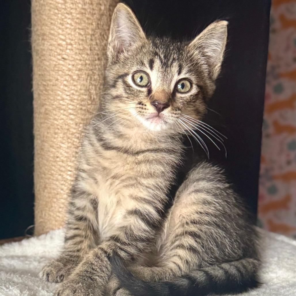 Merry, a Adoptable Domestic Short Hair in Parkland, FL image 2/4