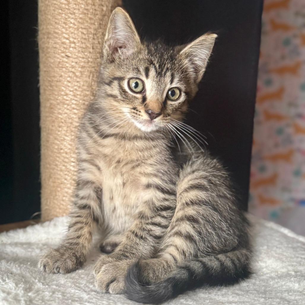 Merry, a Adoptable Domestic Short Hair in Parkland, FL image 3/4