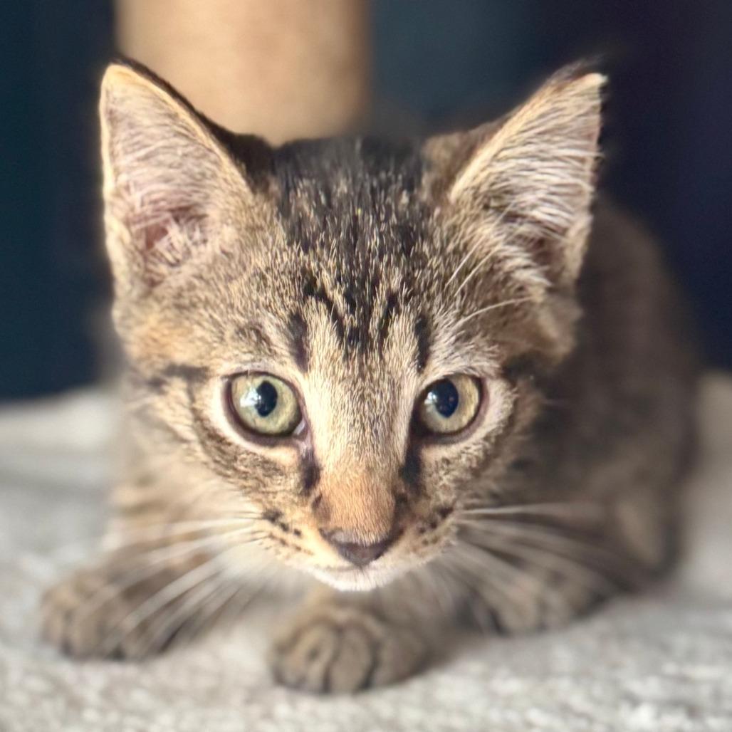Merry, a Adoptable Domestic Short Hair in Parkland, FL image 4/4