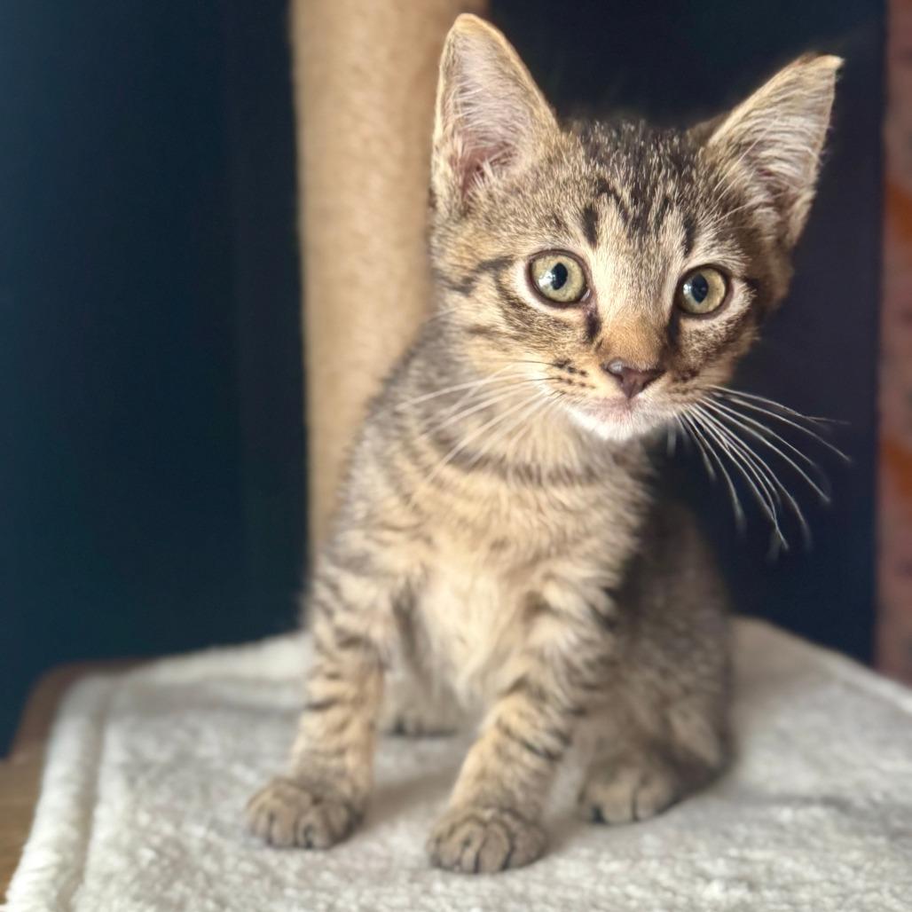 Merry, a Adoptable Domestic Short Hair in Parkland, FL image 1/4